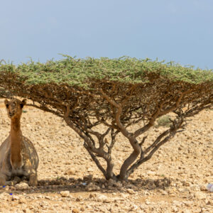 Tales of the Djibouti Beauty of wildlife by Camille Massida Photography